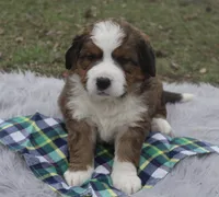 Teddy, a male Bernese Mountain Dog and Saint Bernard for sale in Xenia, IL – Photo 2 of 7