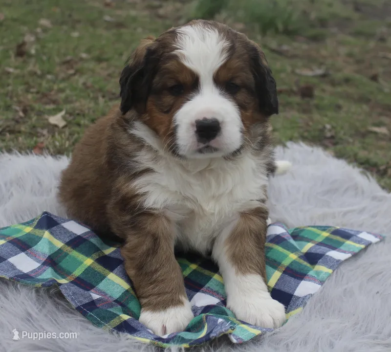 Teddy – Bernese Mountain Dog, Saint Bernard puppy for sale in Xenia, IL