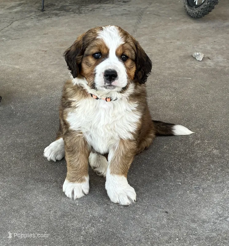 Teddy – Bernese Mountain Dog, Saint Bernard puppy for sale in Xenia, IL