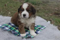 Teddy, a male Bernese Mountain Dog and Saint Bernard for sale in Xenia, IL – Photo 4 of 7