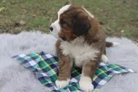 Teddy, a male Bernese Mountain Dog and Saint Bernard for sale in Xenia, IL – Photo 3 of 7
