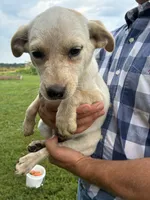 Girl 4, a female Australian Cattle Dog for sale in Xenia, IL – 5 of 7