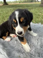 Daisy, a female Bernese Mountain Dog and Saint Bernard for sale in Xenia, IL – 4 of 10