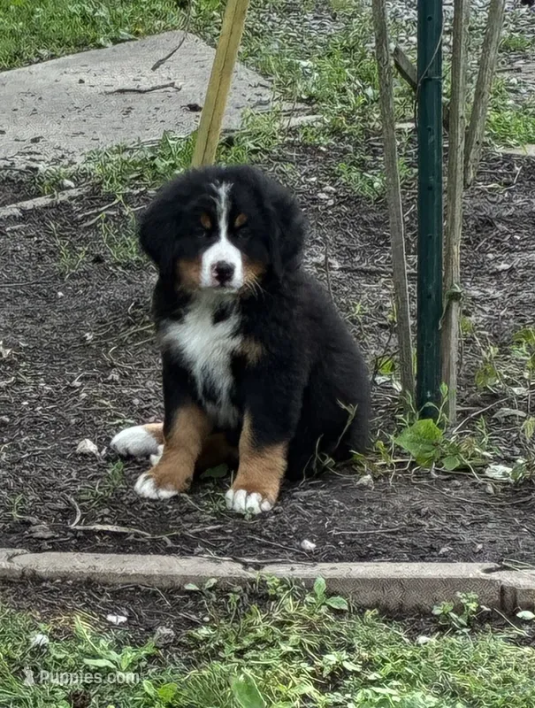 Charlie – Bernese Mountain Dog puppy for sale in Xenia, IL