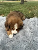 Bear, a male Bernese Mountain Dog and Saint Bernard for sale in Xenia, IL – 8 of 10