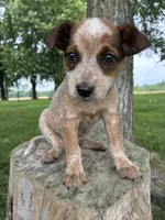 Girl 5, a female Australian Cattle Dog for sale in Xenia, IL – 6 of 9
