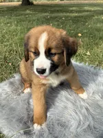 Max, a male Bernese Mountain Dog and Saint Bernard for sale in Xenia, IL – 5 of 9