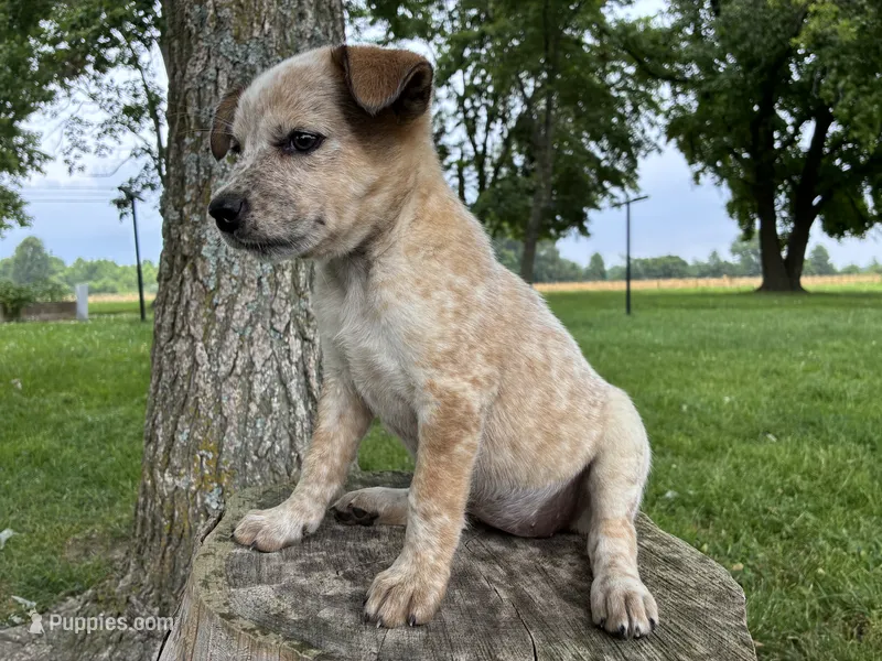 Girl 1 – Australian Cattle Dog puppy for sale in Xenia, IL