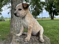 Girl 1, a female Australian Cattle Dog for sale in Xenia, IL – 1 of 10
