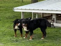Jasmine, a female Bernese Mountain Dog for sale in Xenia, IL – Photo 6 of 6