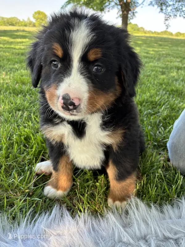 Jasmine – Bernese Mountain Dog puppy for sale in Xenia, IL