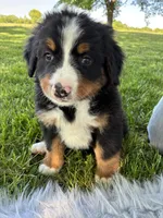Jasmine, a female Bernese Mountain Dog for sale in Xenia, IL – Photo 1 of 6