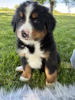 Jasmine, a female Bernese Mountain Dog for sale in Xenia, IL – Photo 3 of 6