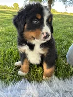 Jasmine, a female Bernese Mountain Dog for sale in Xenia, IL – Photo 5 of 6