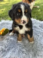 Jasmine, a female Bernese Mountain Dog for sale in Xenia, IL – Photo 2 of 6