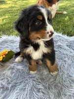 Jasmine, a female Bernese Mountain Dog for sale in Xenia, IL – Photo 4 of 6