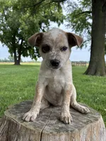 Girl 1, a female Australian Cattle Dog for sale in Xenia, IL – 3 of 10