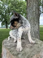 Girl 6, a female Australian Cattle Dog for sale in Xenia, IL – 5 of 10