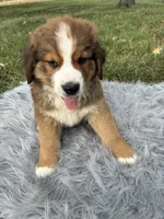 Bear, a male Bernese Mountain Dog and Saint Bernard for sale in Xenia, IL – 2 of 10