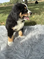 Rocky, a male Bernese Mountain Dog and Saint Bernard for sale in Xenia, IL – 7 of 9