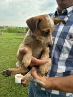 Girl 5, a female Australian Cattle Dog for sale in Xenia, IL – 4 of 7