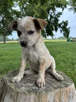Girl 1, a female Australian Cattle Dog for sale in Xenia, IL – 2 of 10
