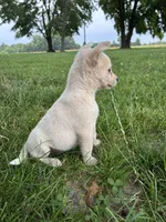 Girl 2, a female Australian Cattle Dog for sale in Xenia, IL – 7 of 9