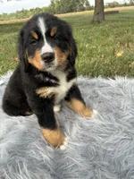 Cooper, a male Bernese Mountain Dog and Saint Bernard for sale in Xenia, IL – 1 of 8