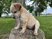 Girl 1, a female Australian Cattle Dog for sale in Xenia, IL – 6 of 10