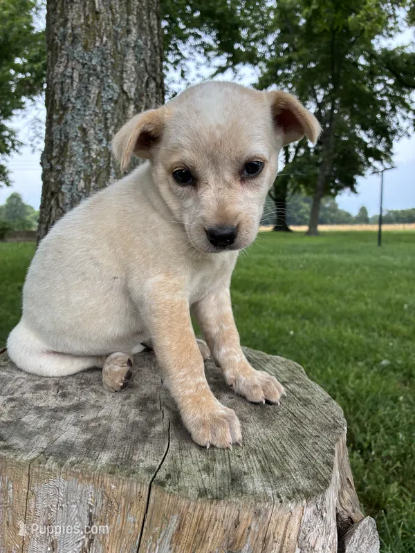 Girl 4 – Australian Cattle Dog puppy for sale in Xenia, IL