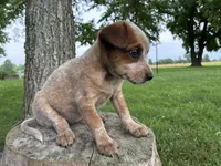 Girl 5, a female Australian Cattle Dog for sale in Xenia, IL – 3 of 9