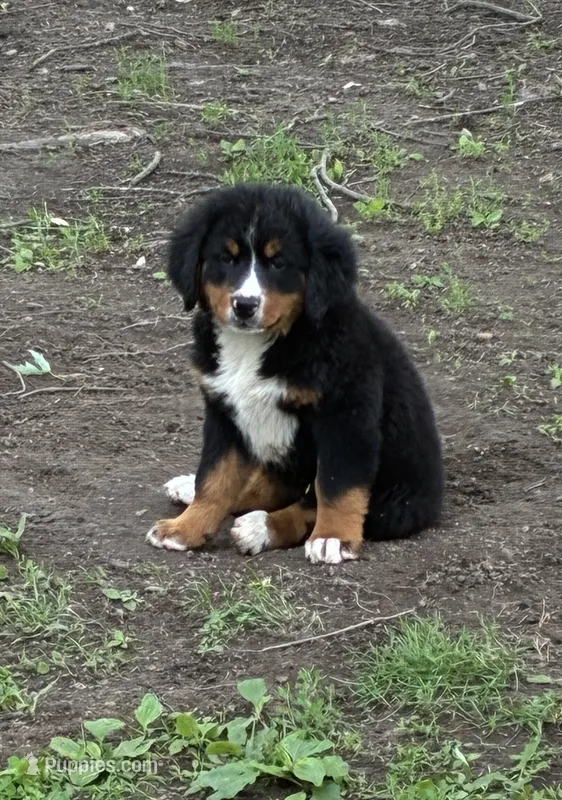 Belle – Bernese Mountain Dog puppy for sale in Xenia, IL