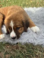 Maggie, a female Bernese Mountain Dog and Saint Bernard for sale in Xenia, IL – 5 of 10