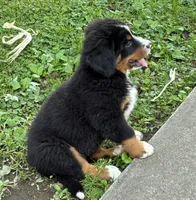 Jasmine, a female Bernese Mountain Dog for sale in Xenia, IL – 4 of 7
