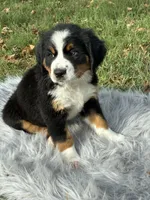 Chloe, a female Bernese Mountain Dog and Saint Bernard for sale in Xenia, IL – 7 of 9