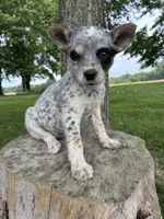 Girl 6, a female Australian Cattle Dog for sale in Xenia, IL – 7 of 10