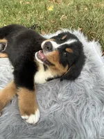 Cooper, a male Bernese Mountain Dog and Saint Bernard for sale in Xenia, IL – 6 of 8