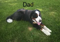 Bear, a male Bernese Mountain Dog and Saint Bernard for sale in Xenia, IL – Photo 6 of 7