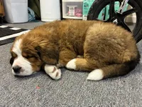 Bear, a male Bernese Mountain Dog and Saint Bernard for sale in Xenia, IL – Photo 5 of 7