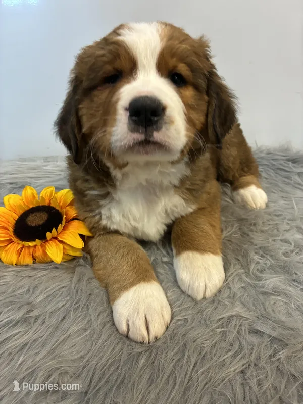 Bear – Bernese Mountain Dog, Saint Bernard puppy for sale in Xenia, IL