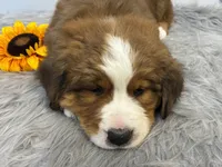 Bear, a male Bernese Mountain Dog and Saint Bernard for sale in Xenia, IL – Photo 3 of 7