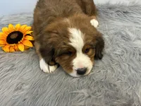 Bear, a male Bernese Mountain Dog and Saint Bernard for sale in Xenia, IL – Photo 4 of 7