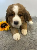 Bear, a male Bernese Mountain Dog and Saint Bernard for sale in Xenia, IL – Photo 2 of 7