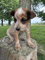 Girl 5, a female Australian Cattle Dog for sale in Xenia, IL – 5 of 9