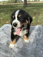 Rocky, a male Bernese Mountain Dog and Saint Bernard for sale in Xenia, IL – 5 of 9