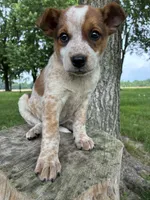 Girl 3, a female Australian Cattle Dog for sale in Xenia, IL – 2 of 9