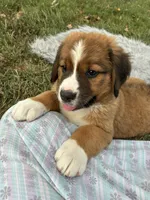 Maggie, a female Bernese Mountain Dog and Saint Bernard for sale in Xenia, IL – 1 of 10