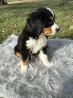 Daisy, a female Bernese Mountain Dog and Saint Bernard for sale in Xenia, IL – 3 of 10