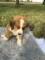 Molly, a female Bernese Mountain Dog and Saint Bernard for sale in Xenia, IL – 5 of 10