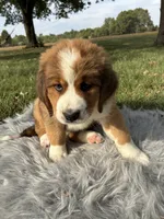 Molly, a female Bernese Mountain Dog and Saint Bernard for sale in Xenia, IL – 8 of 10